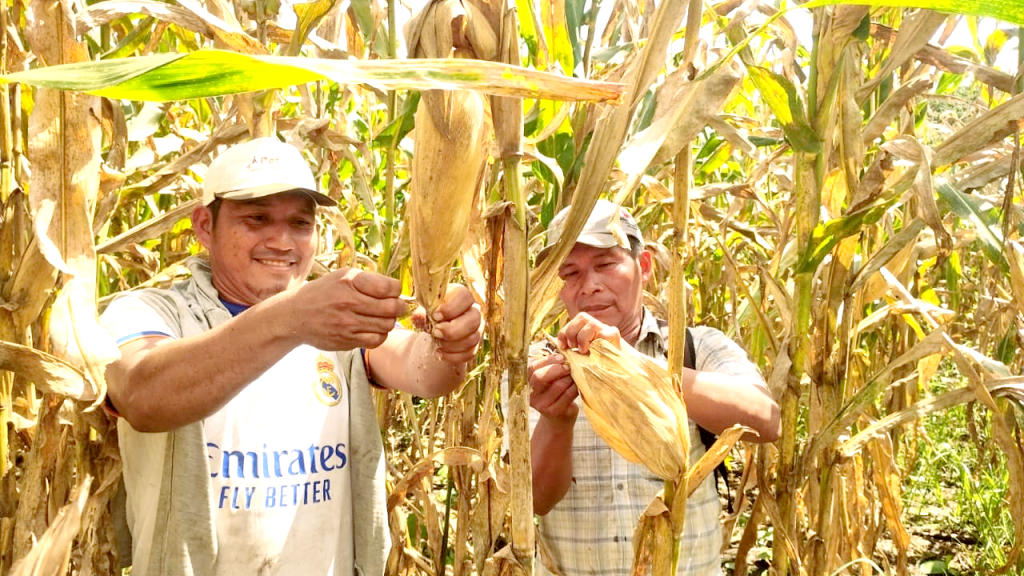 Agricultores de Puinahua cosechan más de 20 toneladas de maíz certificado