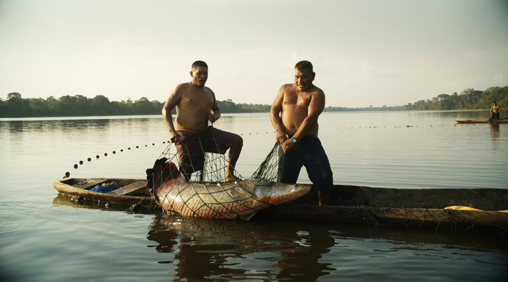 Autoridades constatan desarrollo sostenible de la pesca del paiche en Puinahua